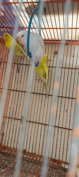 pajri  parrot with cage 03162048242 my contacts 8