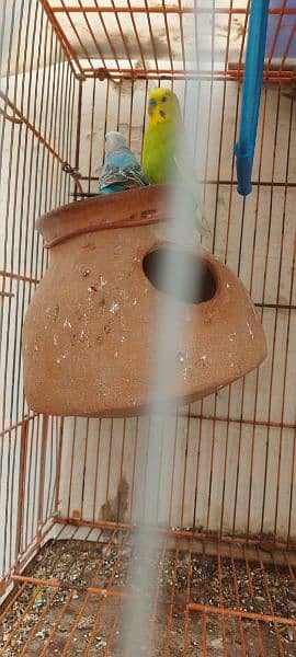 pajri  parrot with cage 03162048242 my contacts 9