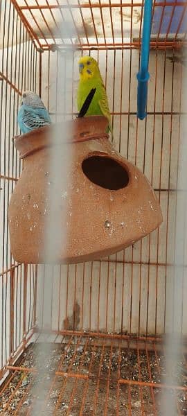 pajri  parrot with cage 03162048242 my contacts 10