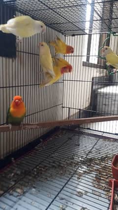 2 love bird pairs