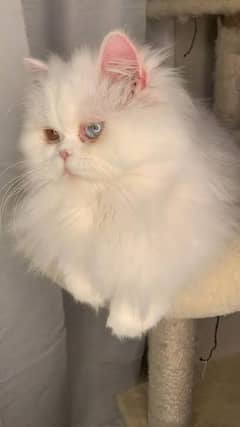 Triple Coat Persian For Sale