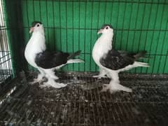 Black Lahori Sherazi 7,8 kali pair for sale