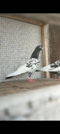 rampuri pair