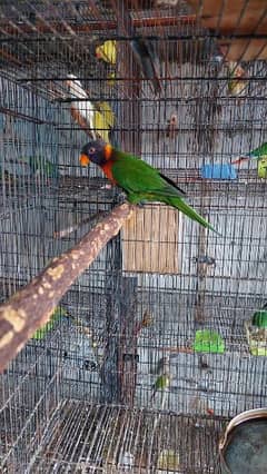 sunconure femle and lori with dna.  03246446064