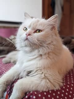 Pure white Persian cat