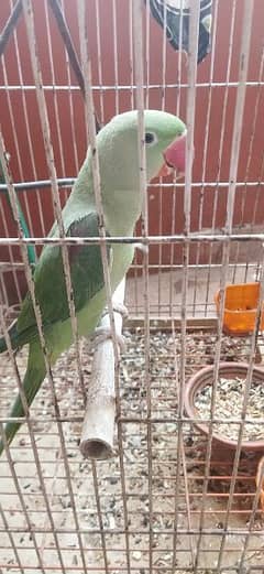 Alexander Raw Parrot Pattha Chick With Cage