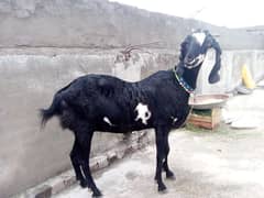 Bital Bakri