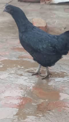 Ayam Cemani Pair / For sale