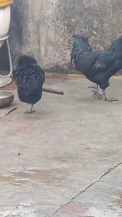 Ayam Cemani Pair / For sale