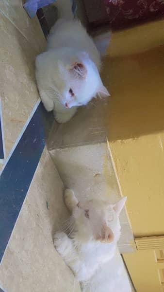 Persian Cat For Sale 0