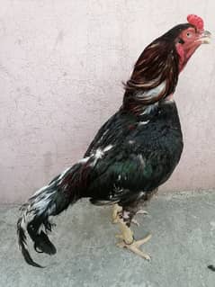 lasani mushka aur all birds for sale