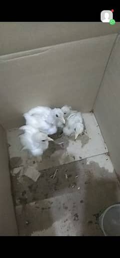 white bantam chicks. Aseel breeder. silkie . polish black bantam