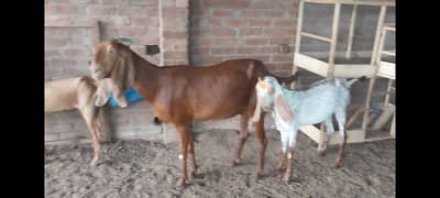 Makhi Cheeni Nagri Betal goats for sale
