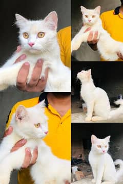 friendly and love cat /03186622712