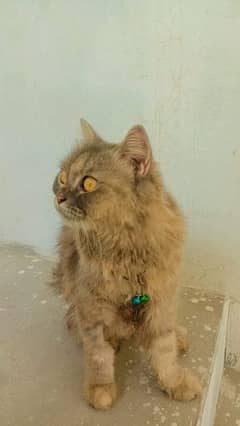 Name :Coco
Age : 13 month s
Vaccinated 
Spayed 
Health status : Good