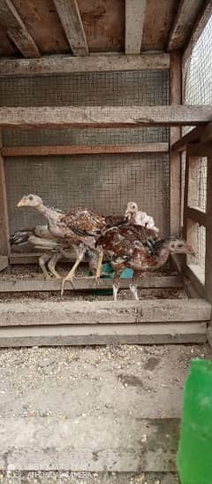 Home grown Aseel and Desi chicks for sale