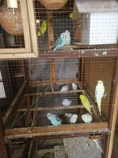 budgies