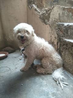 Terrier Male For Urgent Sale