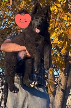 HIGHLY QUALITY BLACK GERMAN SHEHPERD PUPPY FOR SALE