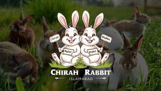 Rabbit/ rabbit for sale /jerman loop rabbit / khargosh