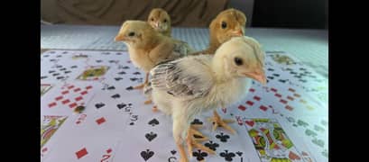 Pure Aseel Chicks