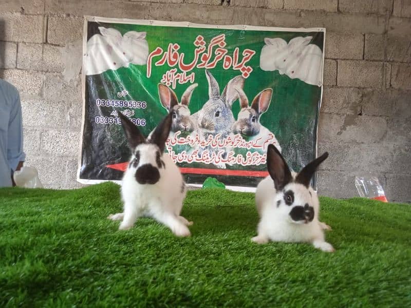 Rabbit/ rabbit for sale / Dutch dwarf rabbit / khargosh 5