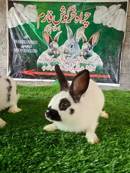 Rabbit/ rabbit for sale / Dutch dwarf rabbit / khargosh 6