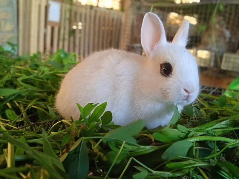 Rabbit/ rabbit for sale / Dutch dwarf rabbit / khargosh 7