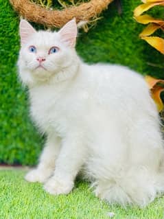 Persian Fluffy beatiful blue eye female