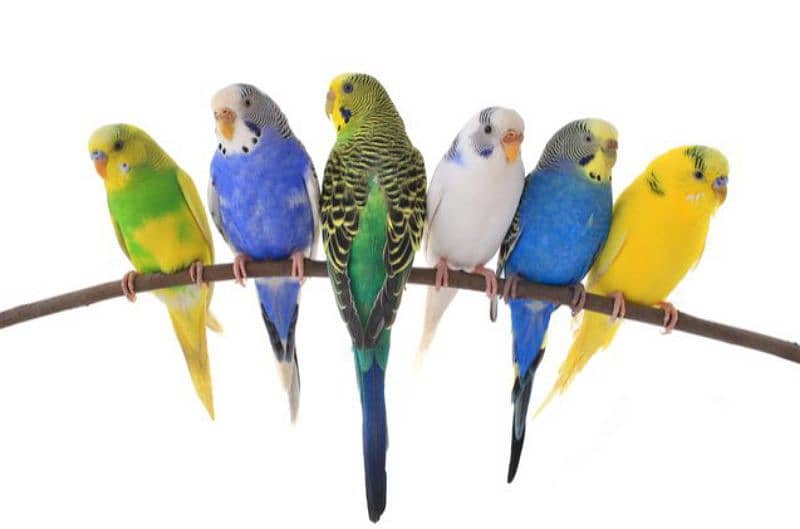 8 portion cage with 31 Budgies 1