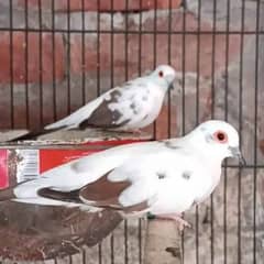 Red Pied dove breeding pair