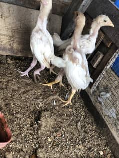 Hia aseeel bosky 14 hens male females chicks patte
