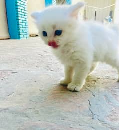 BLUE  EYES  WHITE KITTENS