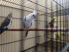 Cocktail pair and Aust pair without cage