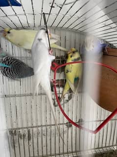 6 male budgie parrot for sale