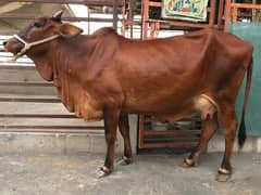 Sahiwal and fresian 2 cow for sale.