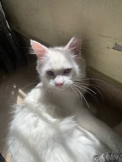 BLUE EYED MALE PERSIAN CAT FOR SALE