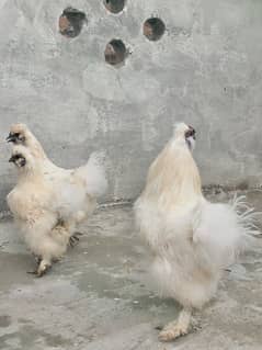 silkies