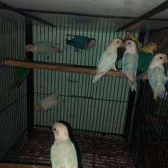 Ready to breed pair available 
Cocktail 
and love birds