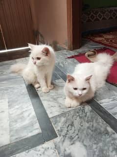Beautiful Persian Kittens + Cat