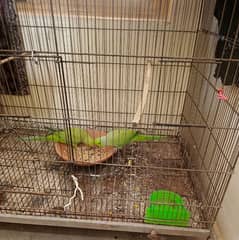 Green Ringneck Breeder Pair