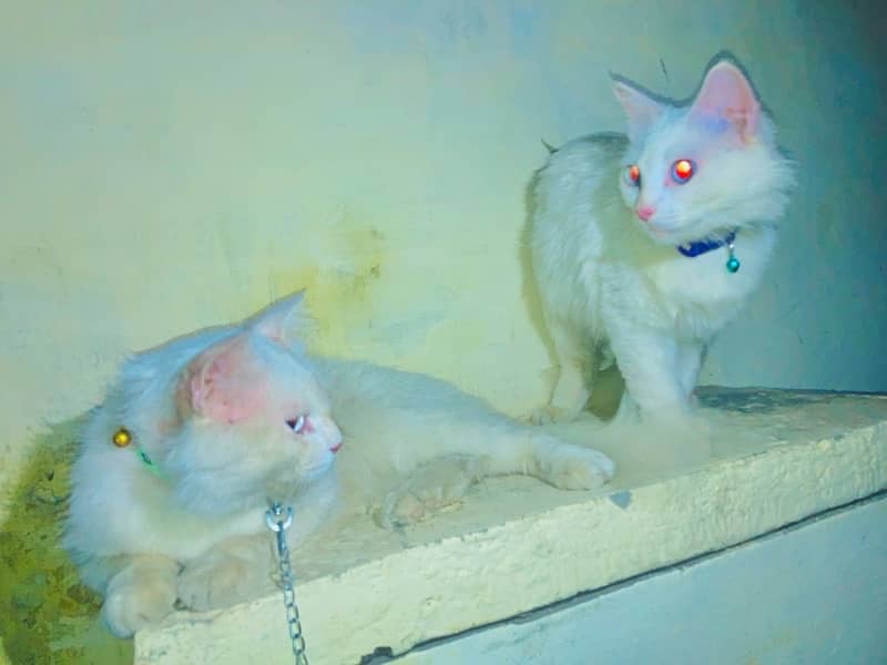 white colour Blue eyes.   male female pair 0