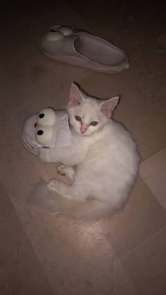 Male kitten for sale