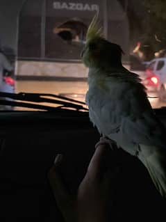 hand tamed cockatiel pair (7 months old)