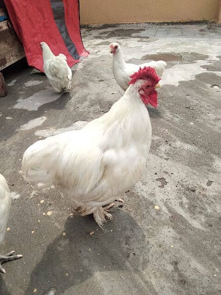 White Bantam Pair 0