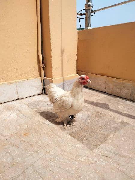 White Bantam Pair 1