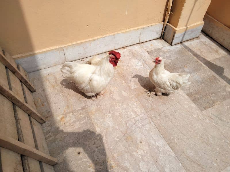 White Bantam Pair 2