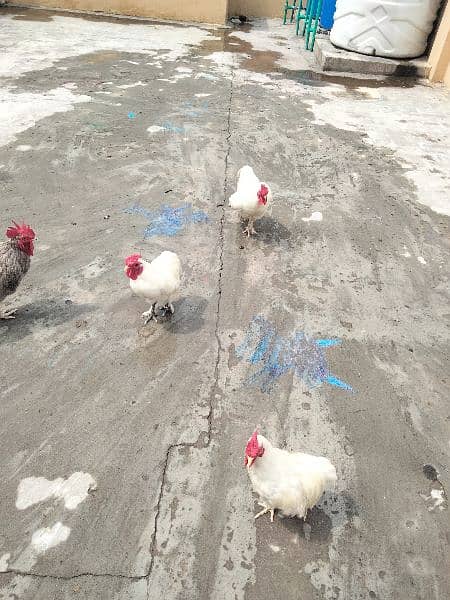 White Bantam Pair 3