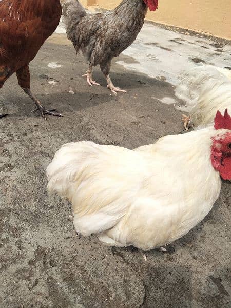 White Bantam Pair 4