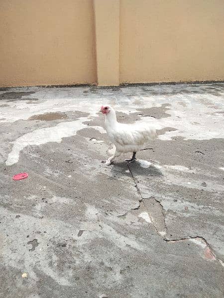 White Bantam Pair 5